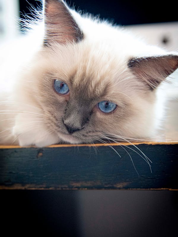 Orbit Tailored Trouser